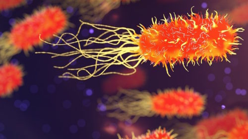 Bakterie ve střevě mají podle odborníků vliv na mozek i vznik rakoviny