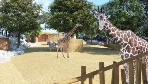 Kraj vybral firmu, jež provede kompletní rekonstrukci pavilonu a výběhu žiraf v liberecké zoo